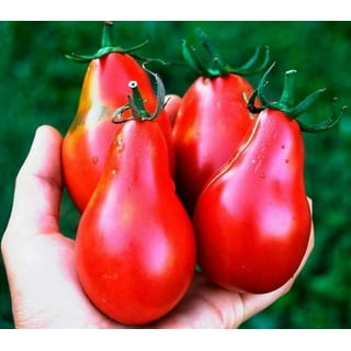Tomato Pear