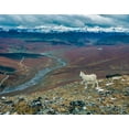thumbnail image 2 of Garber, Howie 32x26 Gold Ornate Wood Framed with Double Matting Museum Art Print Titled - Dall Ram on ridge-fall tundra-Denali National Park-Alaska, 2 of 4