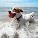 thumbnail image 2 of Pelotas de tenis para perros AMA SPORT, 6,35 cm, 56 g, paquete de 12 unidades para cachorros, 2 of 6