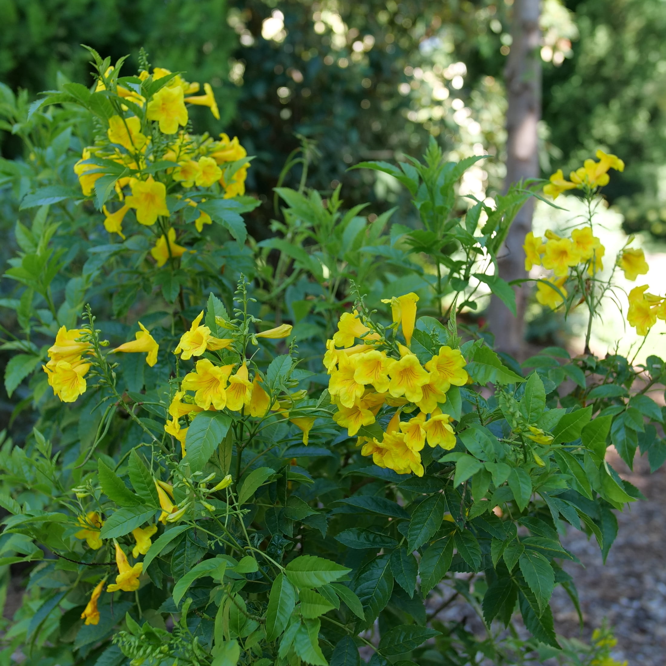 Proven Winners ColorChoice 5" Yellow Chicklet Gold Esperanza Live Plant in 4.5" Pot (4 Count)