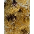 thumbnail image 3 of RAW CHONDRUS CRISPUS SEA MOSS GOLD 4 OZ (IRISH SEA MOSS), 3 of 5