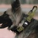 thumbnail image 3 of Tactical Dog Collar Nylon Adjustable Pet Collar with Control Handle and Protective Cover for AirTag, 3 of 5