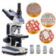 thumbnail image 5 of Microscopio compuesto trinocular SWIFT SW350T Aumento 40X-2500X Cabezal Siedentopf Etapa mecánica de dos capas de grado de investigación Cámara de 1.3mp y software Compatible con Windows y Mac, 5 of 5