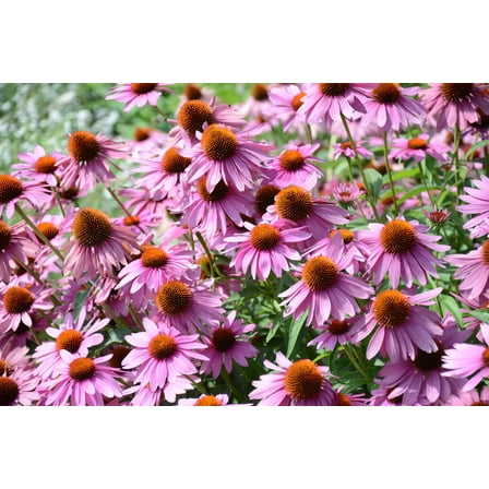 1000 PURPLE CONEFLOWER Echinacea Purpurea Heirloom Flower Herb Seeds