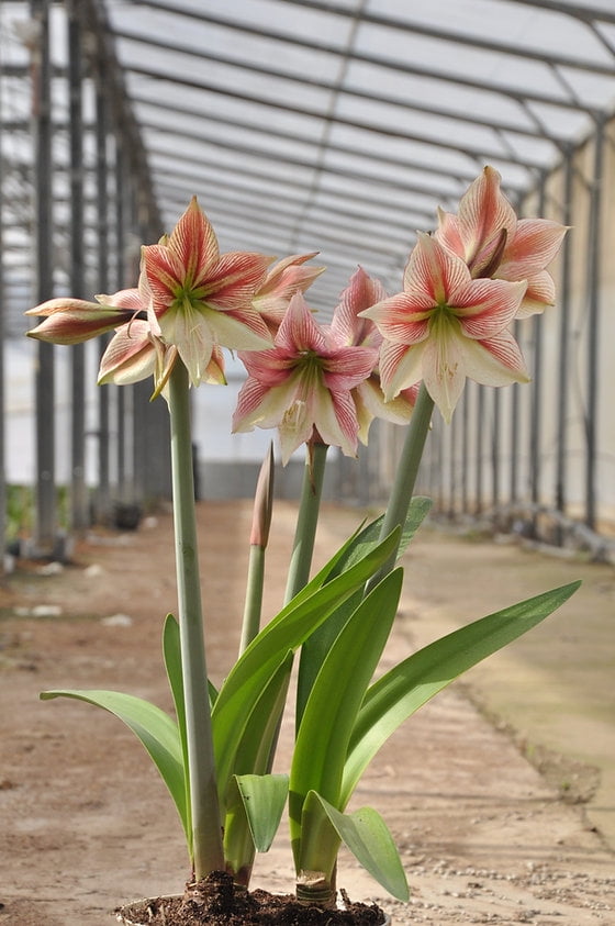 EuroBlooms Amaryllis Glee in 6-Inch Red Pot with White Ruby Red Veining - Live Decorative Plant