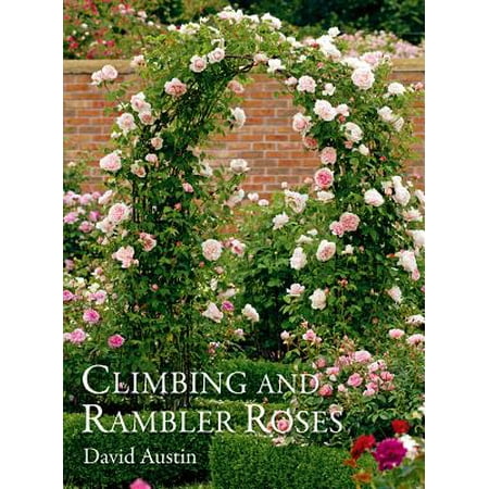 Climbing and Rambler Roses (Best Climbing Roses For Pergolas)