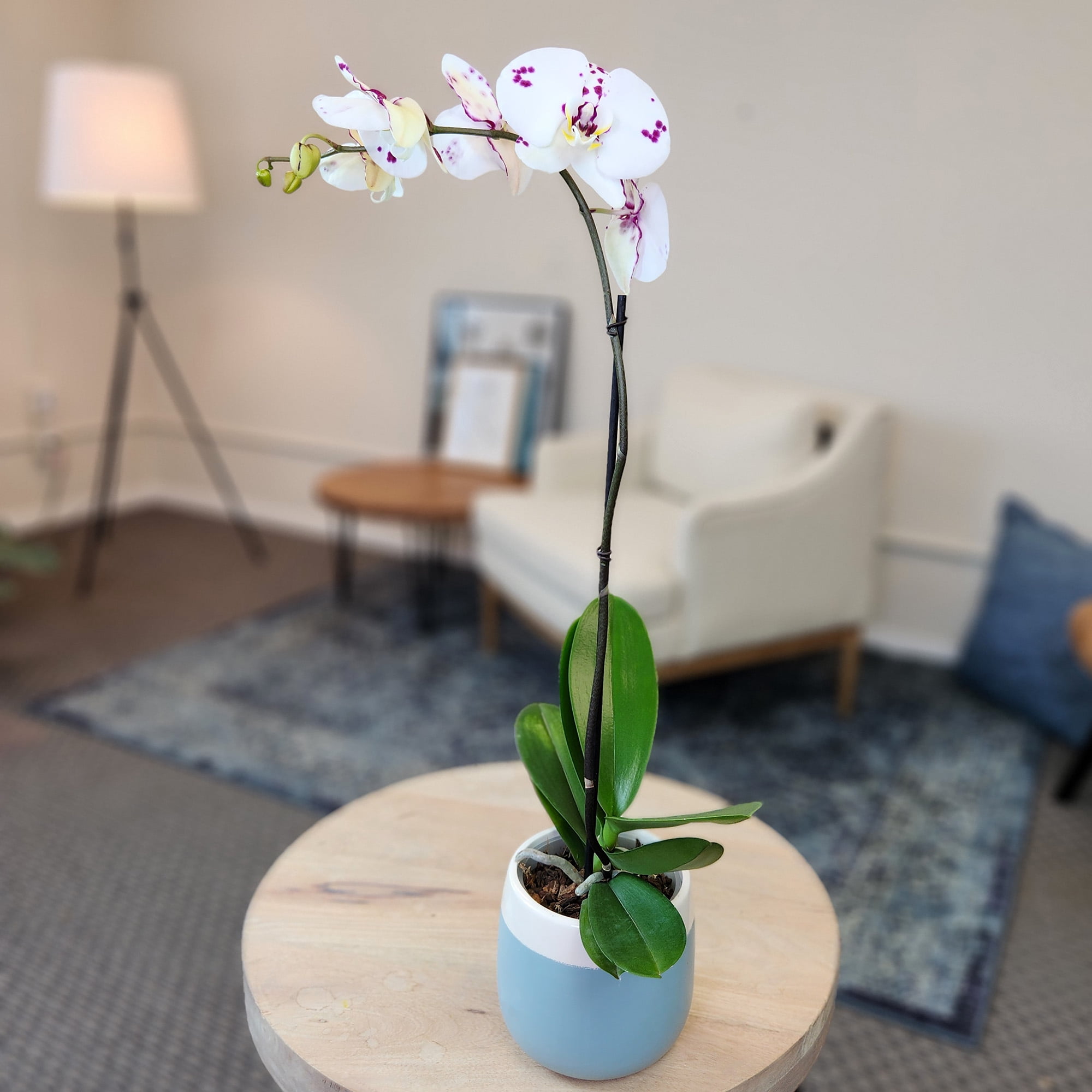 Element Novelty Spotted Live Orchid Decor (Approx 22" Tall) in 5" Blue & White Planter