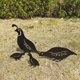 thumbnail image 3 of Outdoor Metal Garden Decor, Quail Farm Garden Art Metal Statues Decor Garden Decoration Lawn Path Sidewalk Garden - European Retro Style..., 3 of 5