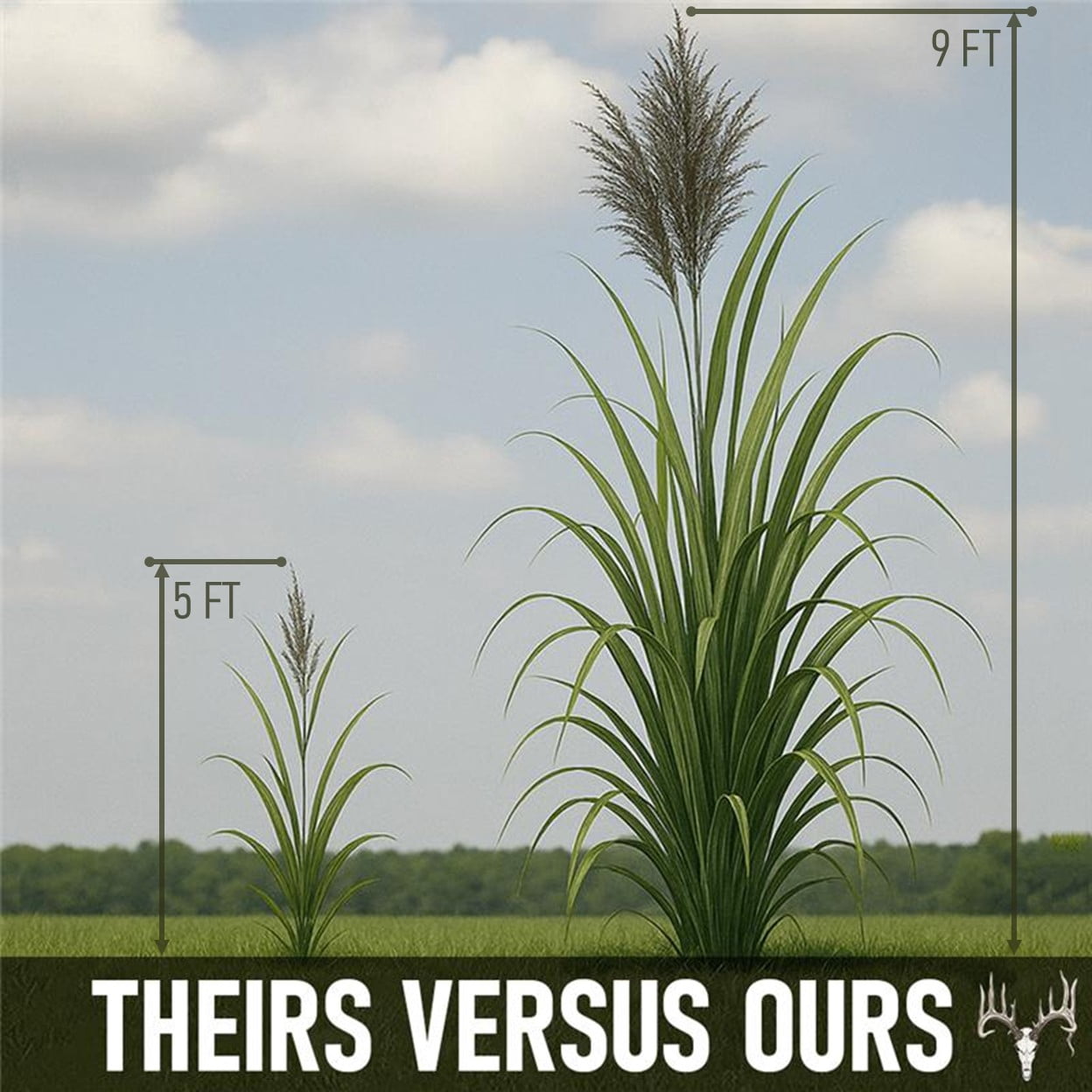 BigAzz Switchgrass Seed, Bulk RC Big Rock Variety, Extra Tall Drought-Tolerant Native Perennial Grass for Deer Habitat, Bedding Areas, Green Screens & Food Plots, 2 LB