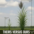 thumbnail image 5 of BigAzz Switchgrass Seed, Bulk RC Big Rock Variety, Extra Tall Drought-Tolerant Native Perennial Grass for Deer Habitat, Bedding Areas, Green Screens & Food Plots, 1LB, 5 of 10