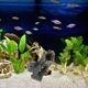thumbnail image 4 of Decoración de acuario Pecera Cueva de roca Escondite para peces Decoración de pecera Cueva de escondite para acuario, 4 of 6