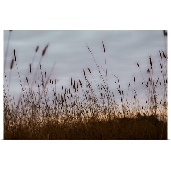 Great BIG Canvas | Rolled Chris Knorr Poster Print entitled Cat Tails