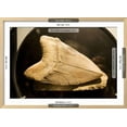 thumbnail image 3 of Fossil Tooth of Megalodon or Megatooth Shark Oceanopolis, Animals Framed Art Print Wall Art Sold by ArtCom, 3 of 6