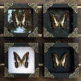 thumbnail image 4 of Framed Butterfly Art Display – Decorative Insect Shadow Box, Gothic Home Decor, Dark Academia Wall or Table Decor, Unique Gift K12-11-KINH, 4 of 6