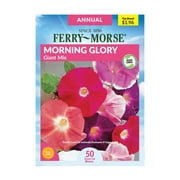 Ferry-Morse 150MG Morning Glory Giant Mixed Colors Flower Seeds Packet - Seed Gardening, Full Sunlight