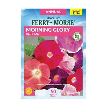 Ferry-Morse 150MG Morning Glory Giant Mixed Colors Flower  Packet - Seed Gardening, Full Sunlight