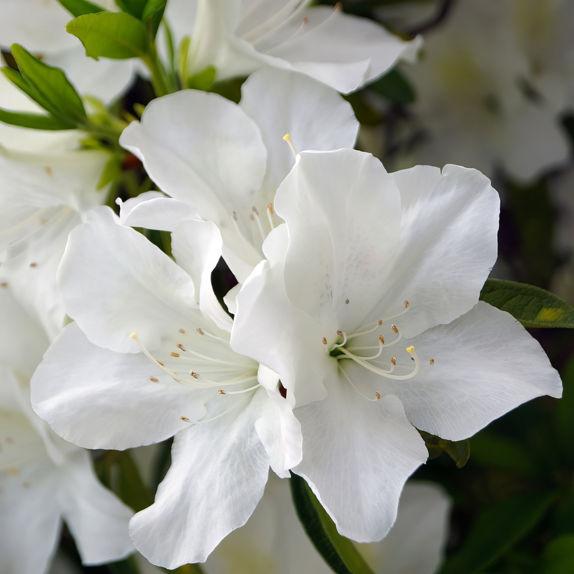 3 gal Azalea Delaware Valley White Live Shrub with Partial Shade