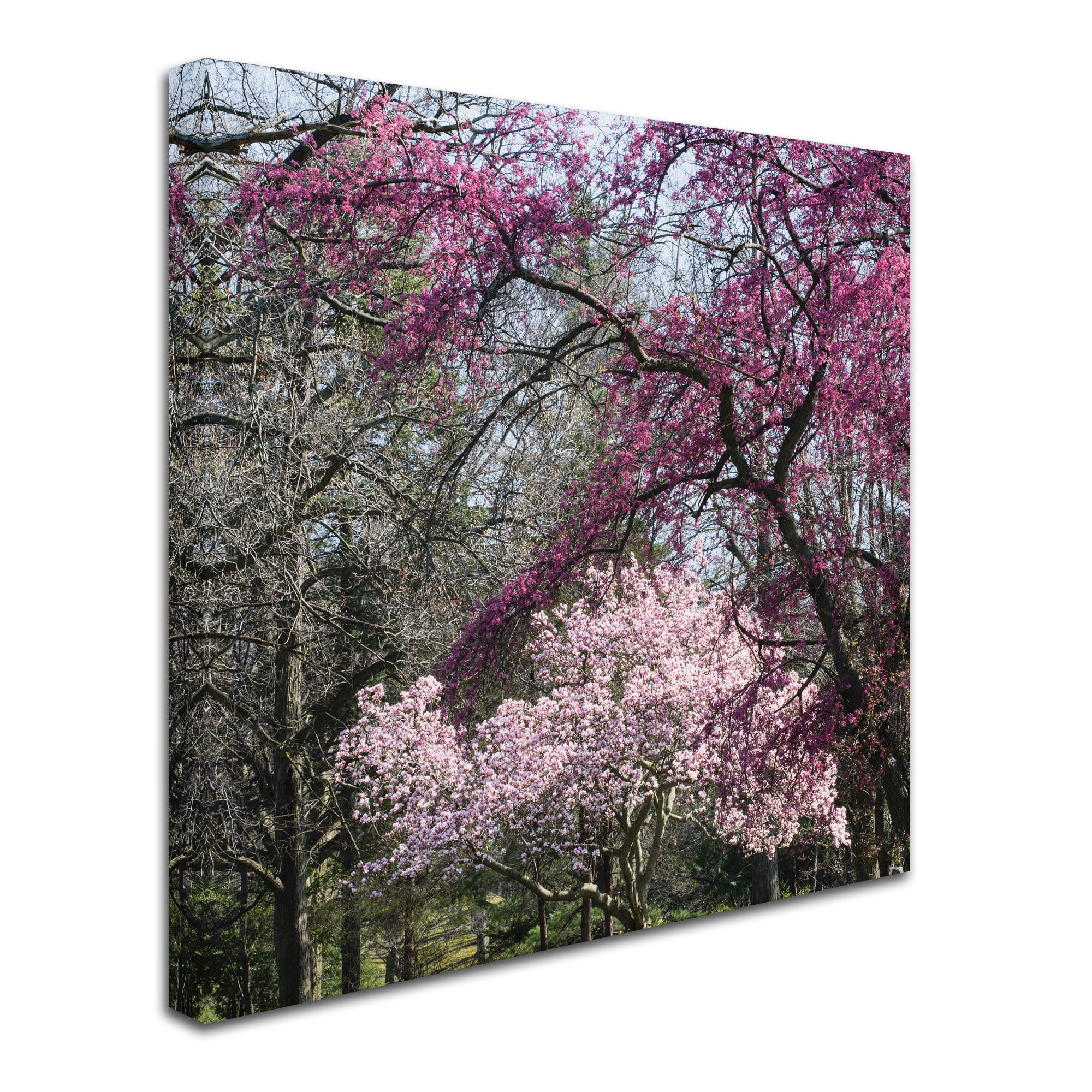 Trademark Fine Art 'Mauve and Pink Flowering Trees of Spring' Canvas Art by Kurt Shaffer