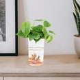 thumbnail image 4 of CATIEBYE Plastic Turtles Tank for Living Room Decorative Fish Tanks 1Pcs, 4 of 8