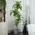 thumbnail image 2 of DR.Planzen Plantes Artificielles, Arbre Dracaena de 6 Pieds Fausses Plantes Décor Intérieur Extérieur Faux Arbre en Pot pour Déco Maison Bureau Salon Porche Patio Cadeau de Pendaison de Crémaillère Parfait, 2 of 8