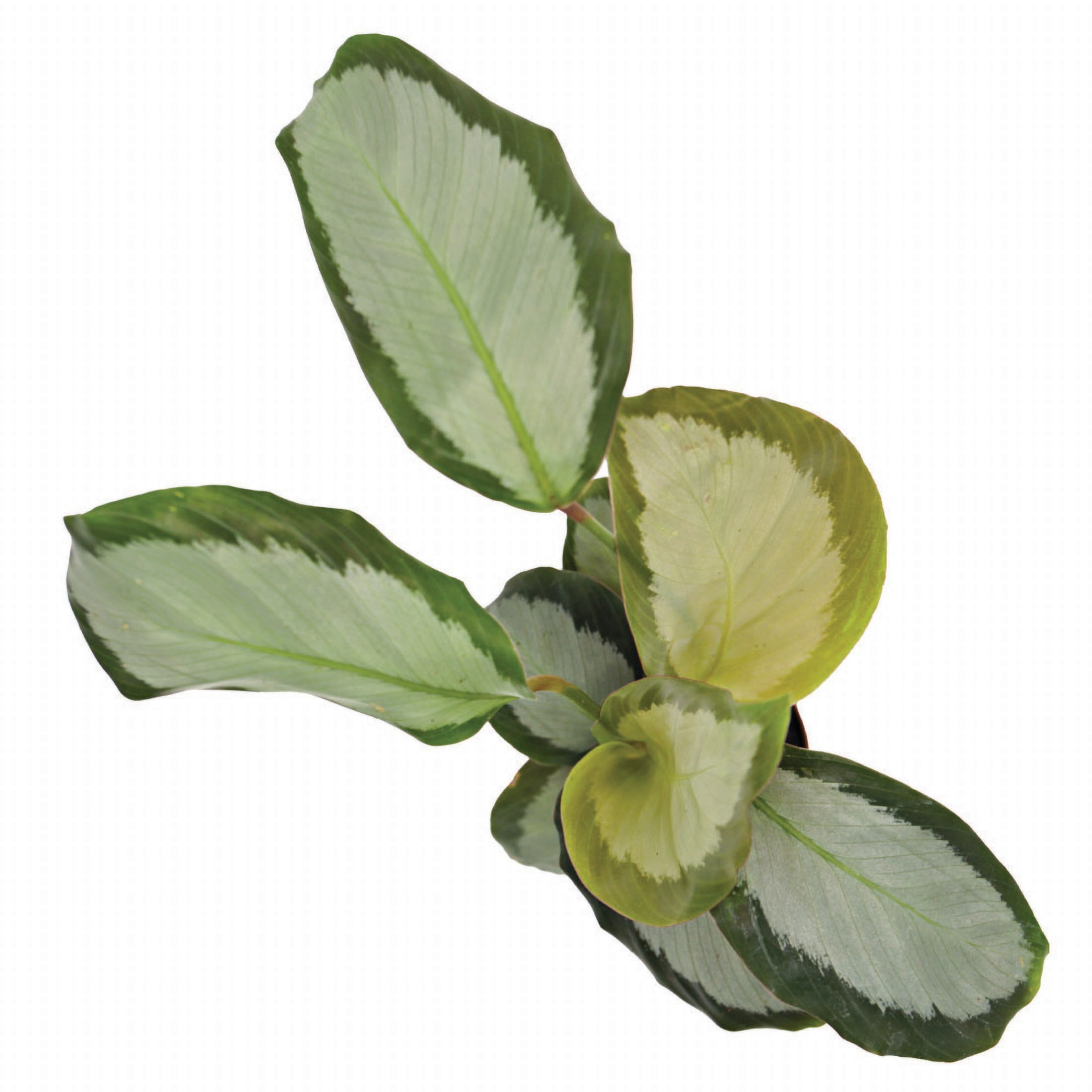 ReptiCulture Assorted Calathea Tropical 2" Pot 3 pk