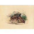 thumbnail image 3 of Joseph Wolf 18x14 Black Modern Framed Museum Art Print Titled - The Clotho (1861-1867), 3 of 5