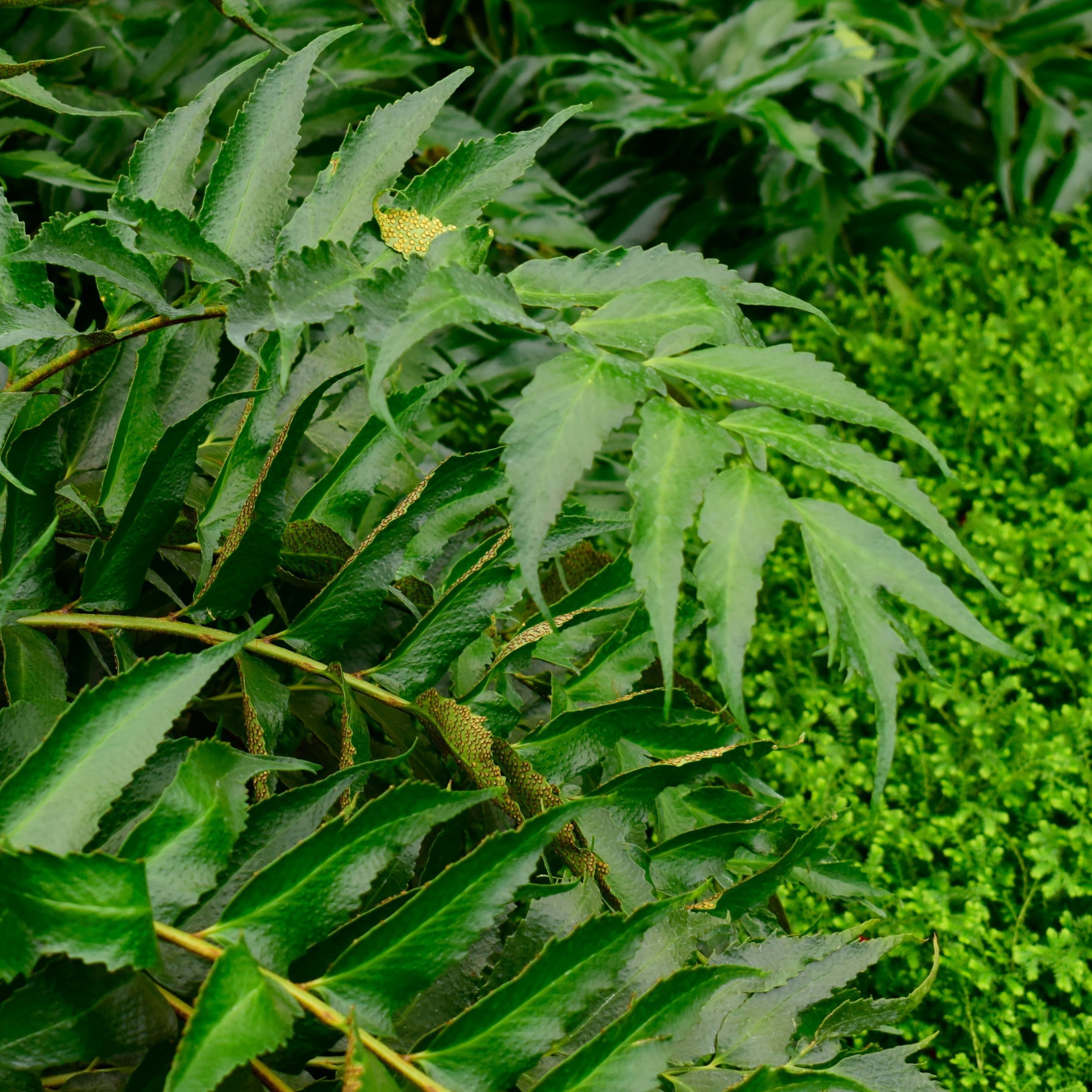 National Plant Network 1 gal. Holly Fern