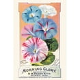 thumbnail image 2 of Morning Glory Poster Print by unknown (18 x 24), 2 of 4
