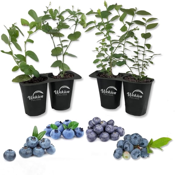 Blueberry Plant Variety 4Pack - 4 Live Starter Plants - Vaccinium - Growers Choice - Edible Fruit Bearing Bush for The Patio and Garden