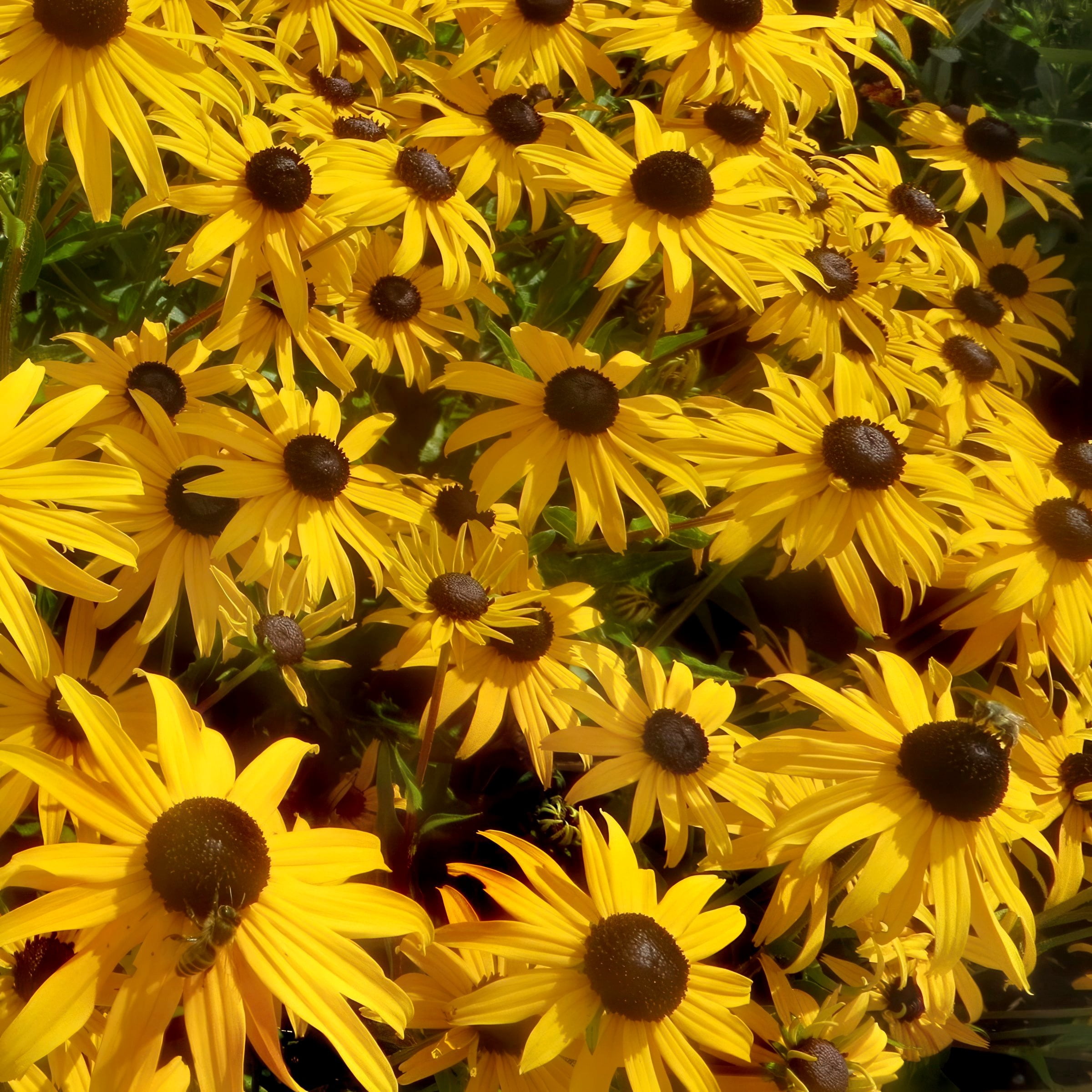 National Plant Network 1 gal. Black Eyed Susan Goldsturm Perennial Plant (8-Pack)
