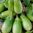 thumbnail image 1 of Masego Eggplant Seeds - 4 Oz ~26000 Seeds - Non-GMO, Heirloom - Vegetable Garden - Solanum melongena, 1 of 1