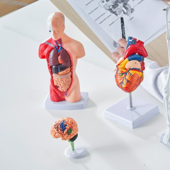 KFFKFF Human Anatomy Models Bundle Teaching Set Brain/Torso Body/Heart/Skeleton