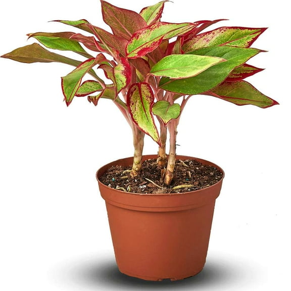 Chinese Evergreen Red Siam Live Plant for Indoor | Different Houseplants in 4'' & 6'' Pot | Real House Plant for Living Room, Office, Desk & Bathroom | Aglaonema Red Siam