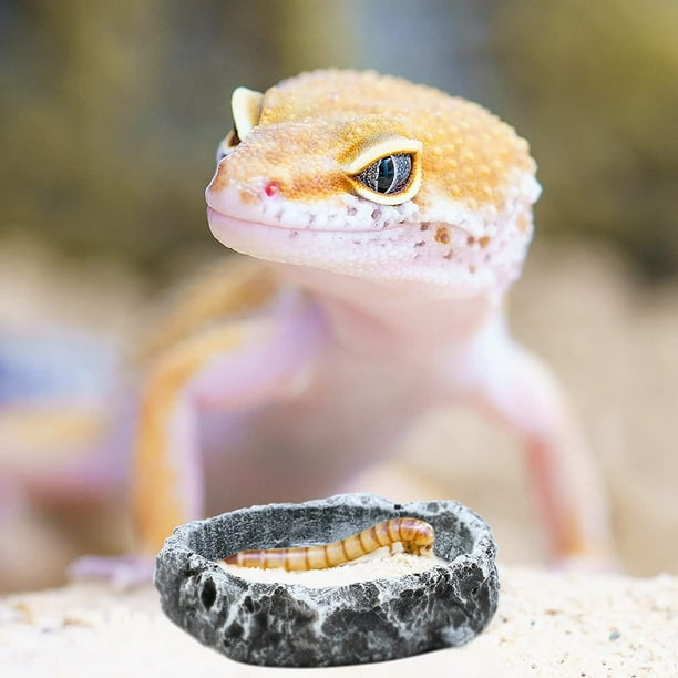 Feeder lizards store
