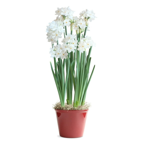 Paperwhites in a Red Pot