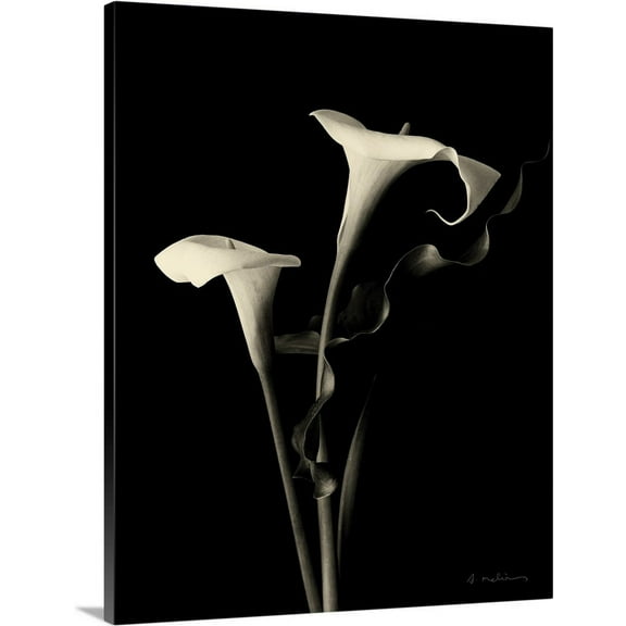 Great BIG Canvas | "Botanical Elegance Calla III" Canvas Wall Art - 16x20