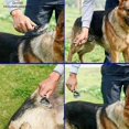 thumbnail image 2 of Pet Brush, Double-sided Comb For Cats And Dogs, 2 of 5