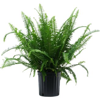 golden dragon philodendron Reverted Philodendron Golden Dragon Variegated