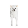 thumbnail image 4 of Petorama Handmade Japanese Akita Resin 1-6 in White, 4 of 9