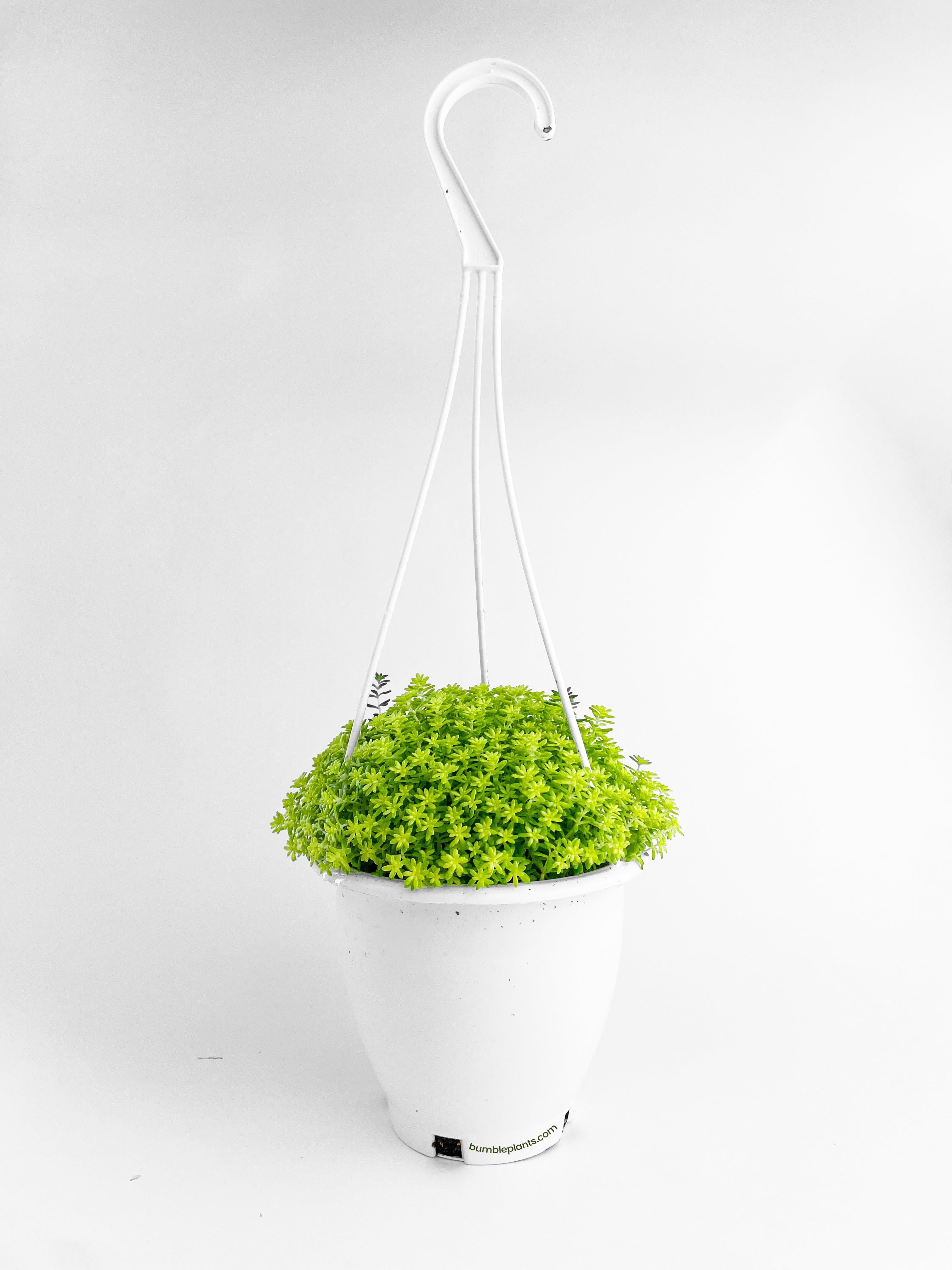Bumble Plants Sedum Japonicum 'Tokyo Sun' (Tokyo Sun Stonecrop) - Full Live Colorful Houseplant in Nursery Pot, Easy Care, Indoor Plant for Beginners