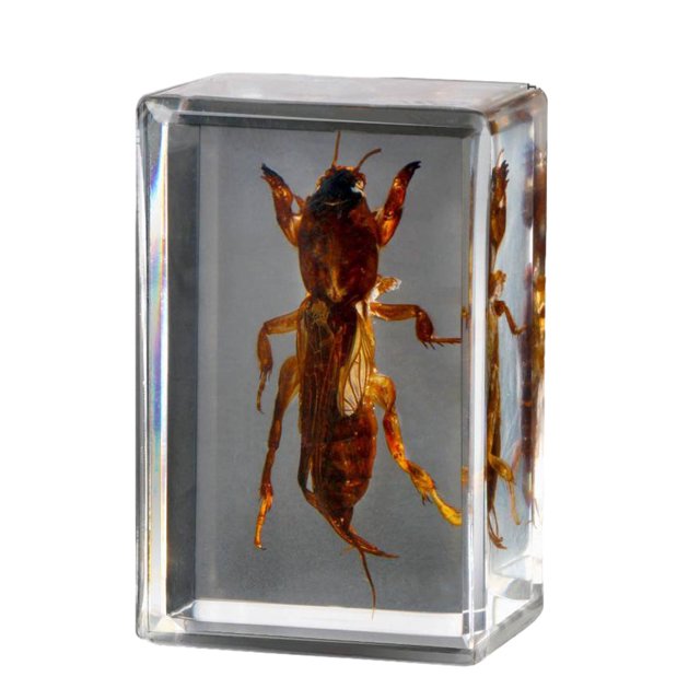 Yuarrent Espécimen de insecto Real resistente y duradero con escorpión transparente, araña, avispa, escarabajo, espécimen, grillo topo Type3 NO3