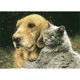 thumbnail image 1 of Taladro diamante pintura (DE4407) 5D DIY completo gato perro punto de cruz bordado ornamento 20X30cm Hugtrwg Para estrenar, 1 of 1