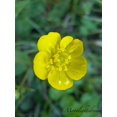thumbnail image 1 of 50 Bulbous BUTTERCUP / RANUNCULUS Yellow Flower Seeds, 1 of 3