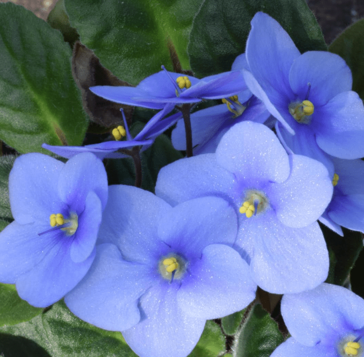 Violets Blue Live Plants Houseplants, Blue African Violet Flower 4 Inches Pot, Live Plant Indoor Ready to Grow Your Garden, African Violet Flowers, 3-5 Inch Pot