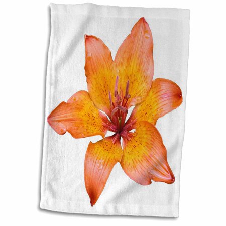 3dRose Coral Colored Lily Isolated on White - Towel, 15 by 22-inch