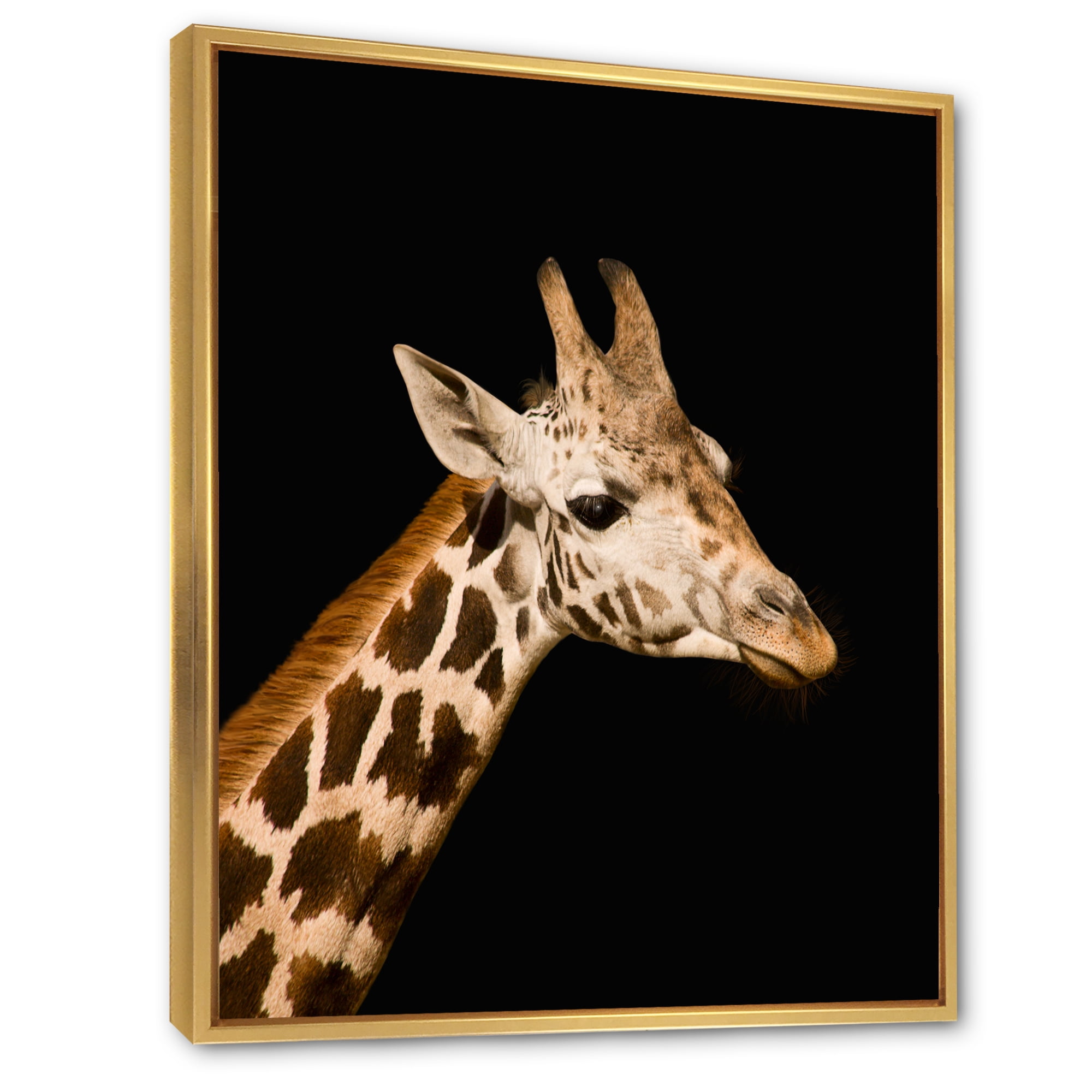 Designart 'Close Up Portrait Of A Giraffe On Black IV' Farmhouse Framed Canvas Wall Art Print