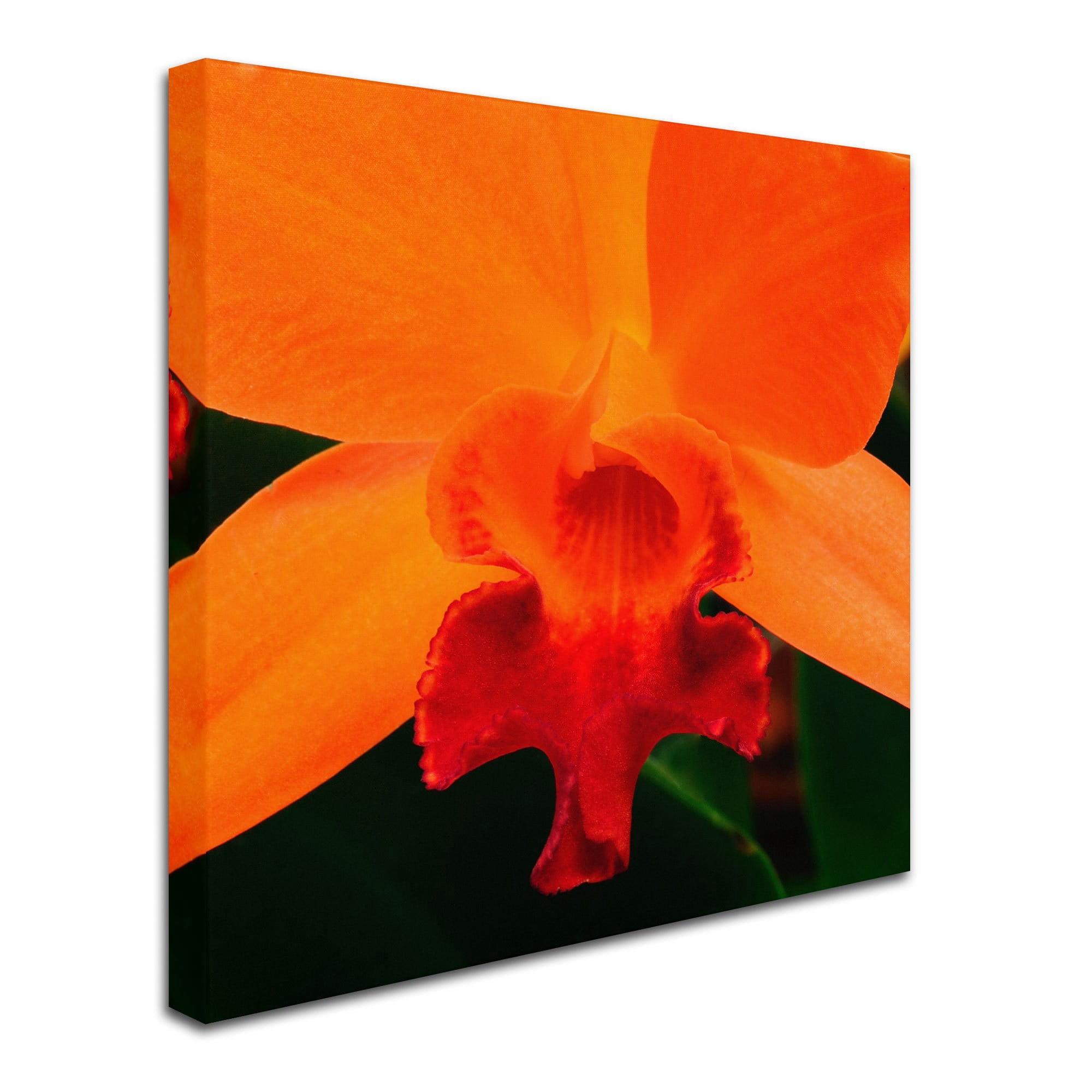 Trademark Fine Art "Brilliant Orchid on Fire" Canvas Art by Kurt Shaffer