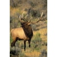 thumbnail image 2 of Welling, Dave 23x32 White Modern Wood Framed Museum Art Print Titled - WY, Yellowstone Elk bugling during mating season, 2 of 4