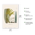thumbnail image 2 of Coyol Palm Tree (Acrocomia Aculeata) - Flower and Seed - Vintage Botanical Illustration by Carl Friedrich Philipp von Martius c.1820s - Master Art Print (Unframed) 12in x 18in, 2 of 4