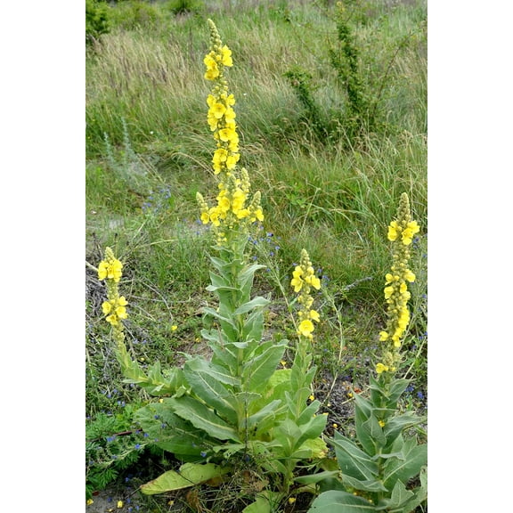 Mullein (Verbascum thapsus) 500 Seeds (0.5 grams) by Smoke Camp Crafts - Common Mullein, Velvet Plant, Toilet Paper Plant